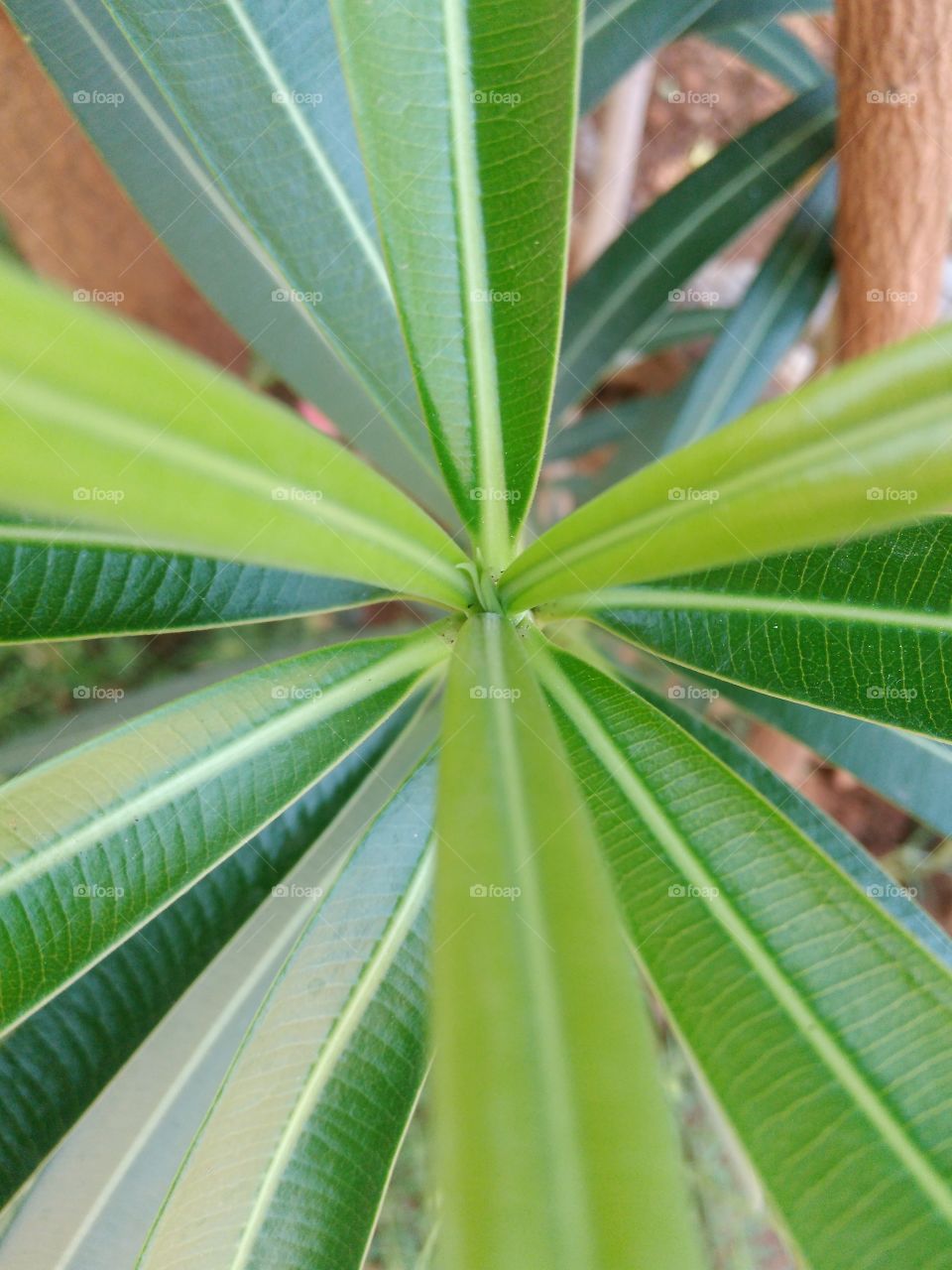 leaves