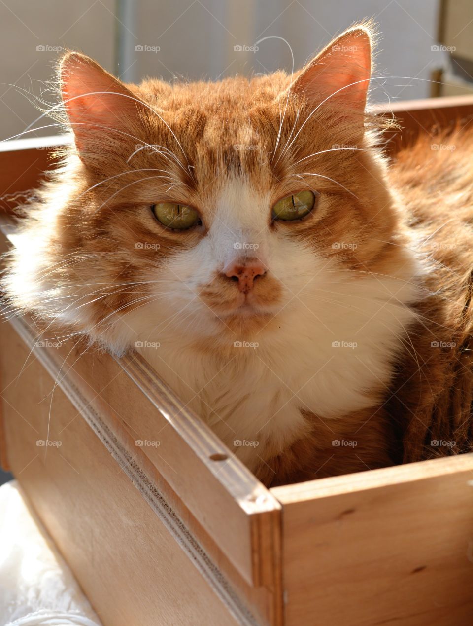 cat relaxing in the box in the sunlight