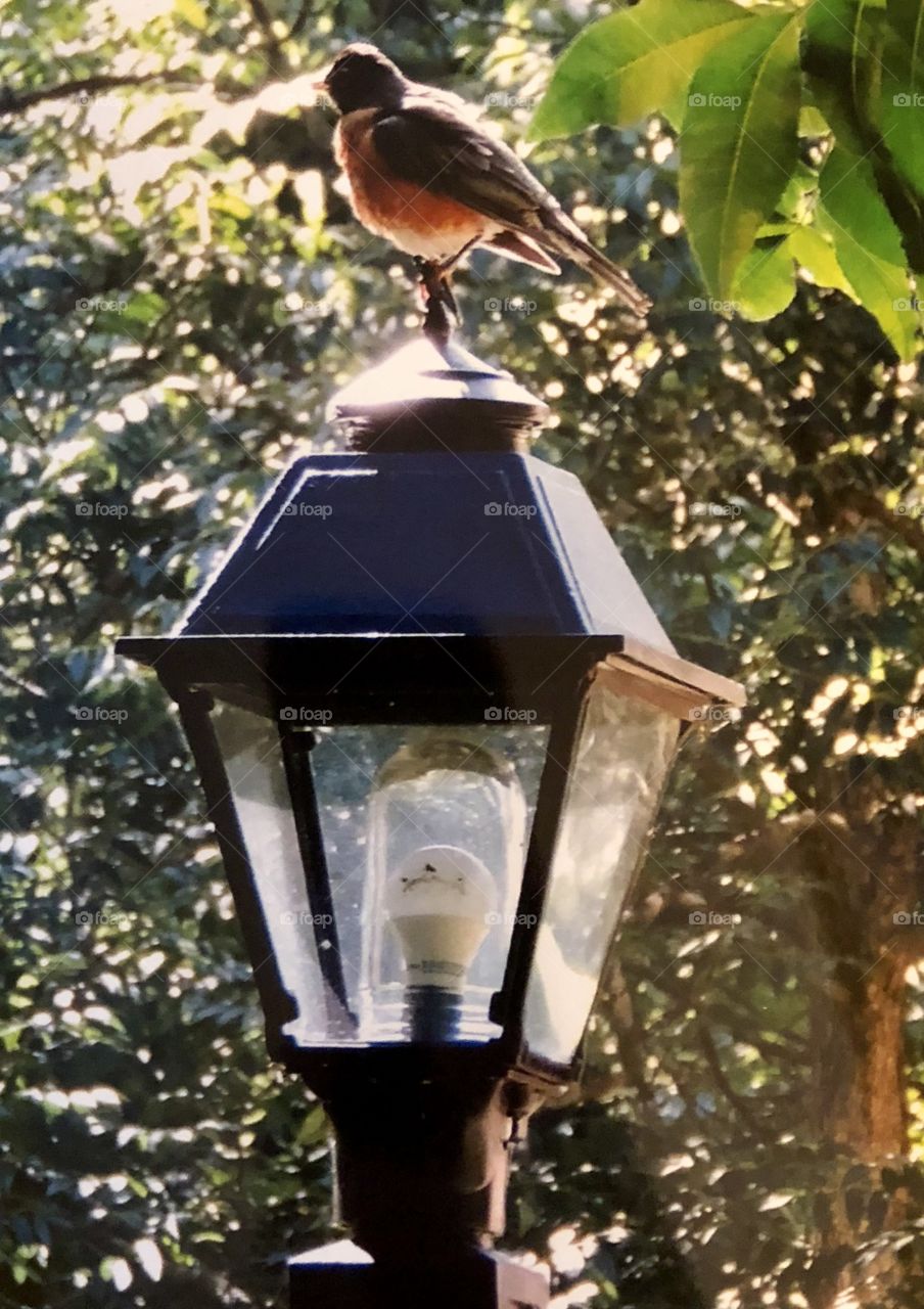 Robin on lamppost 