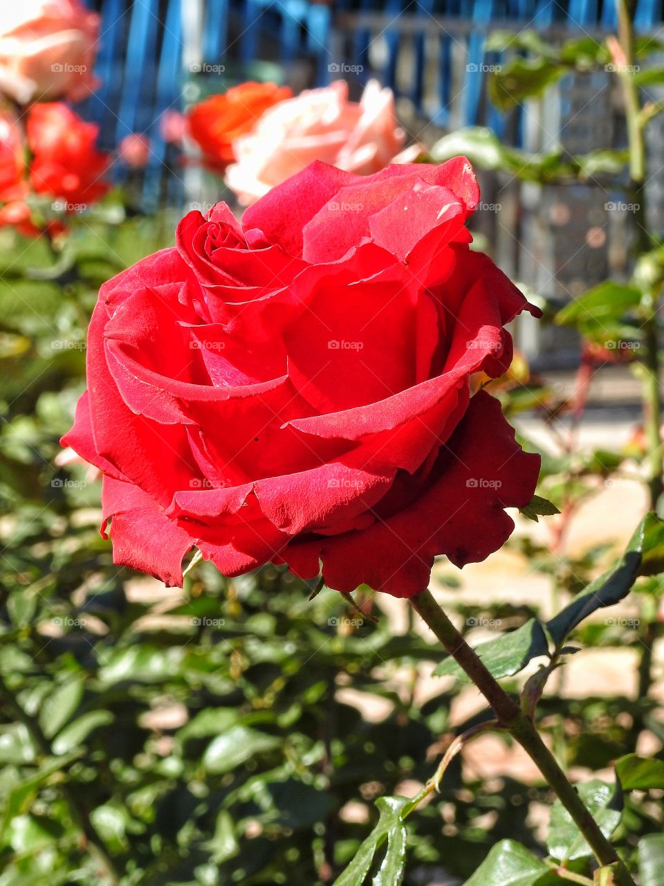 Close-up of red rose