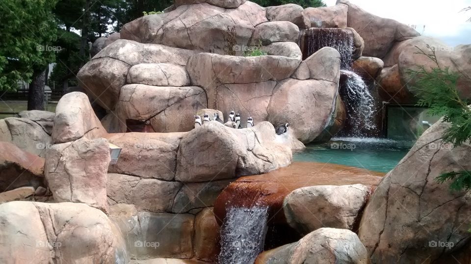 Zoo 7. penguins