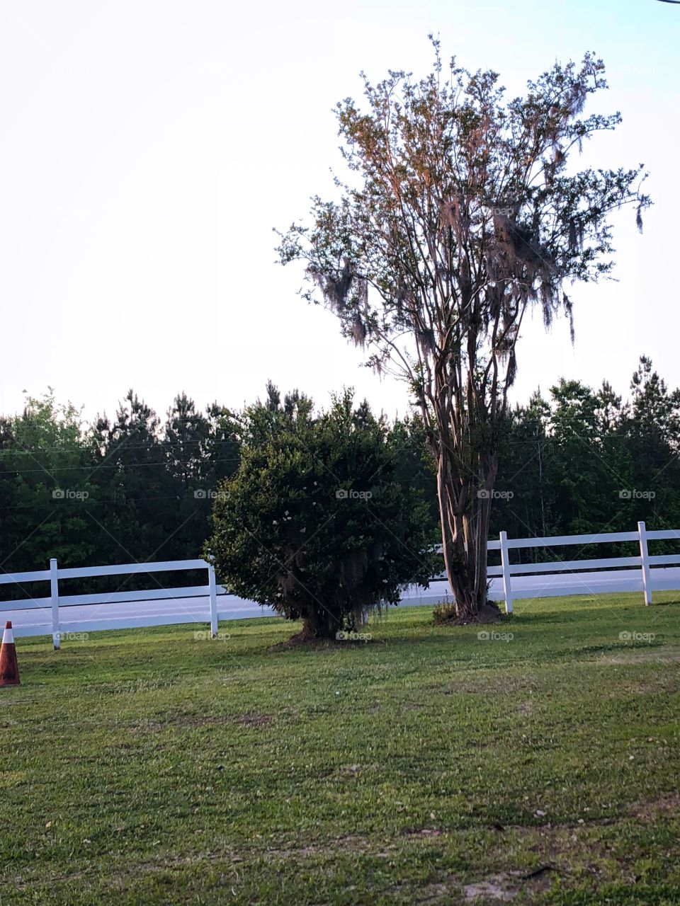 White fence with tree