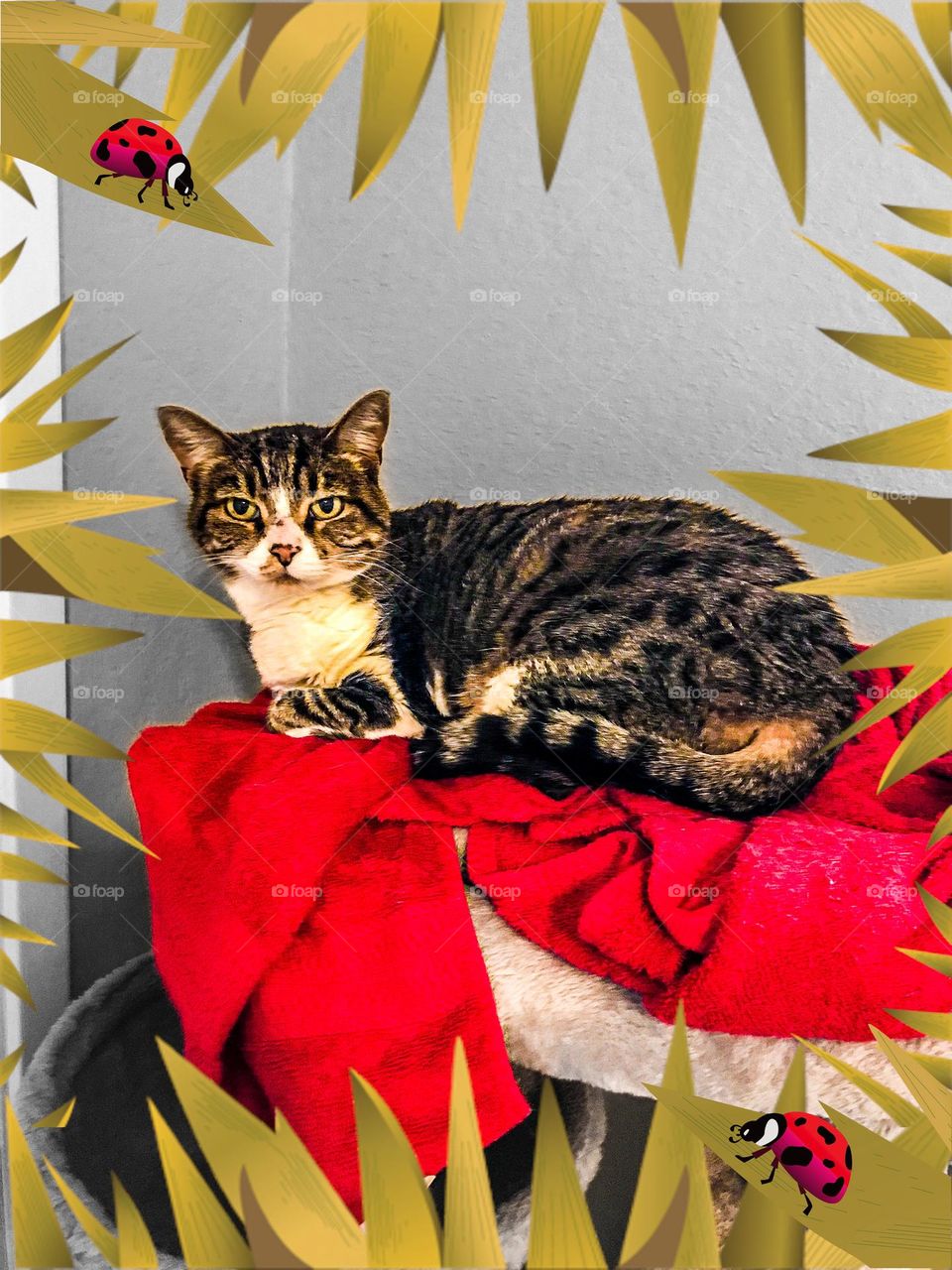 An adorable household cat named Bella. She is looking right at you through the jungle.