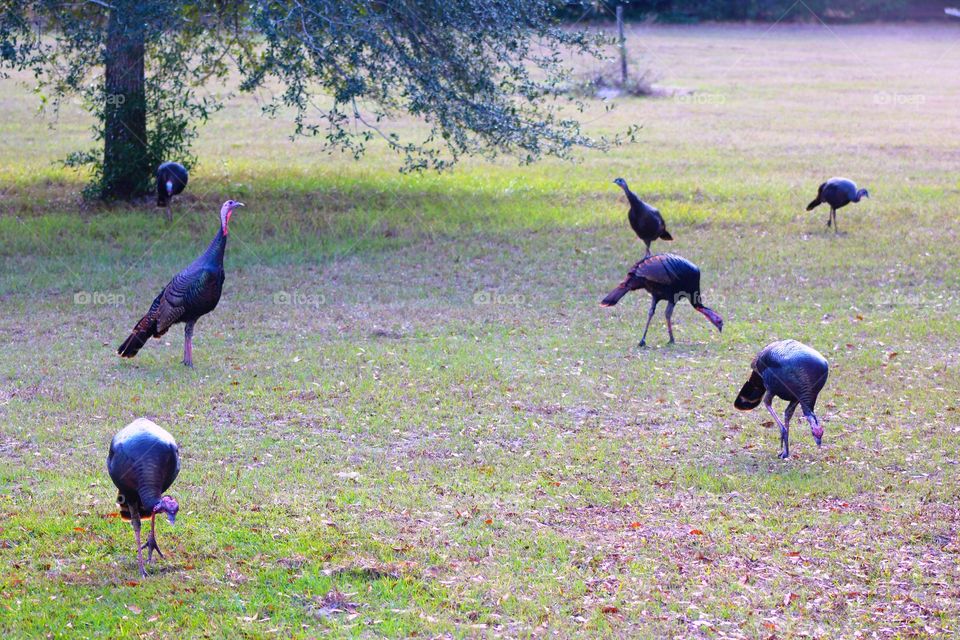 A flock of wild turkeys in the fields 