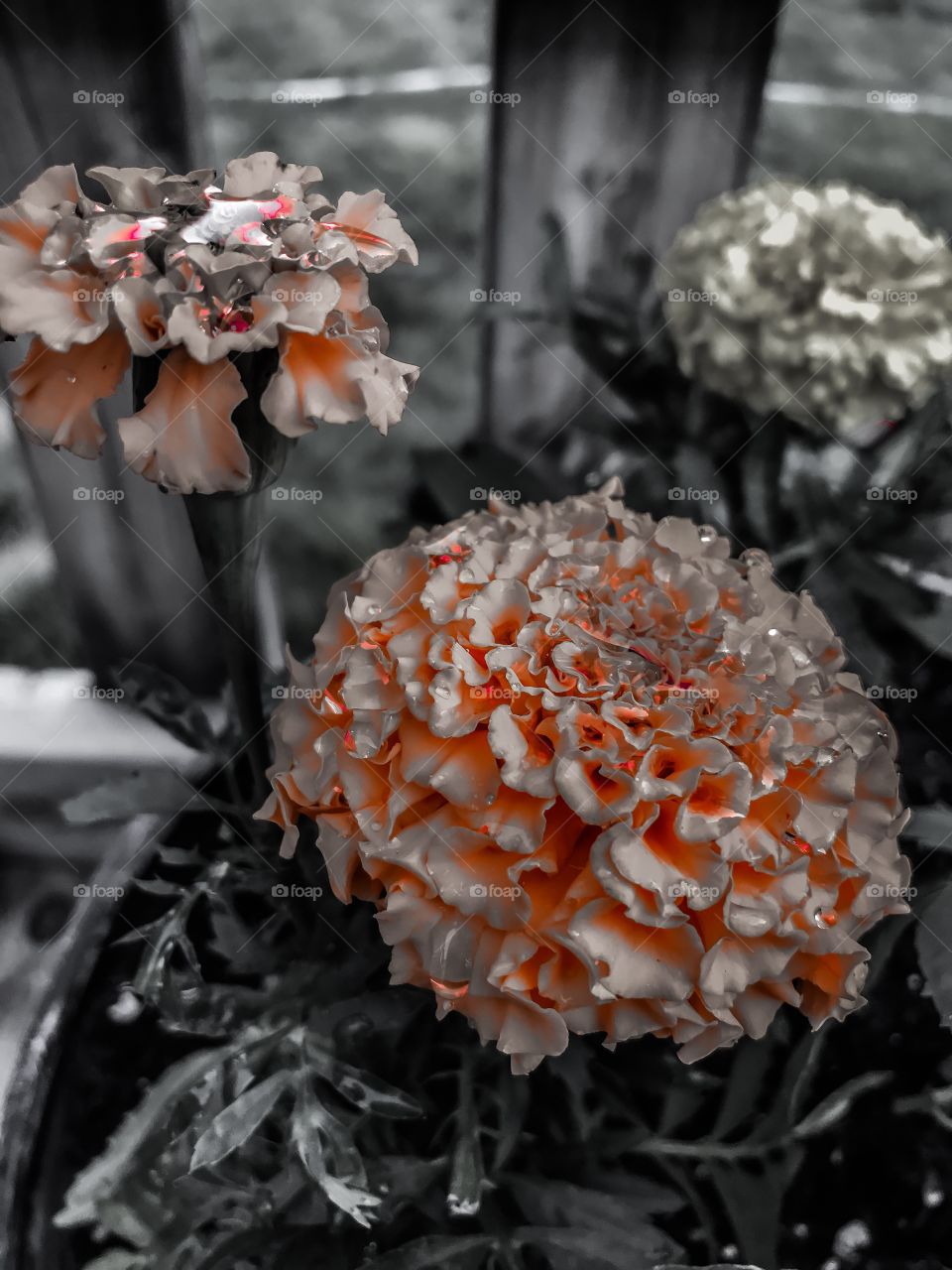 Splash of color in these beautiful flowers. A fresh watering always makes flowers look super beautiful!