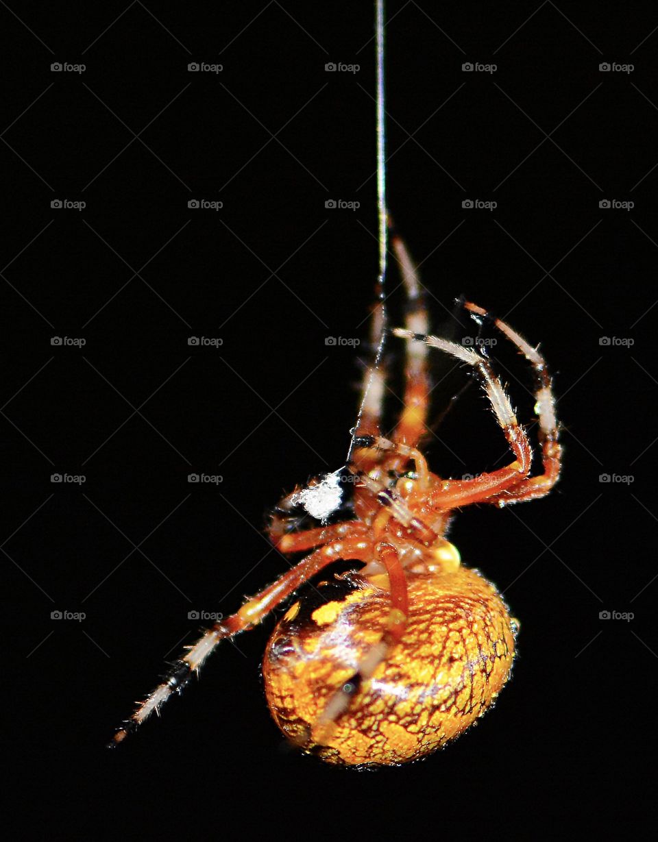 Marbled orbweaver, Araneus marmoreus, species of spider belonging to the family Araneidae.  Sometimes called the pumpkin spider 