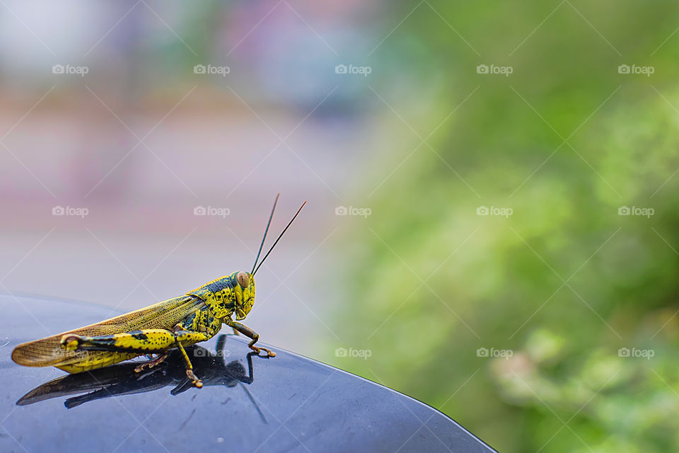 Close-up grasshoper bug