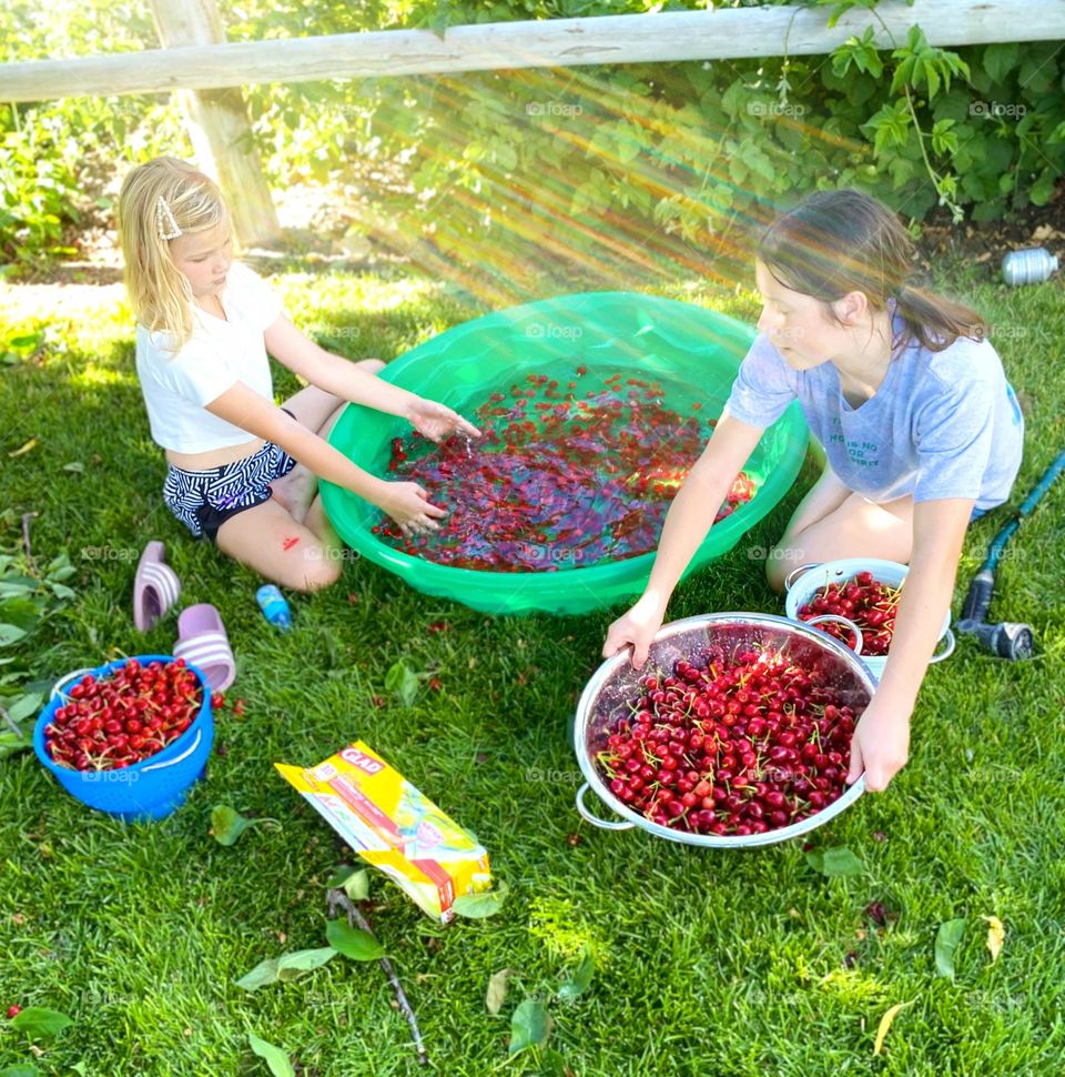 Picking cherries 🍒