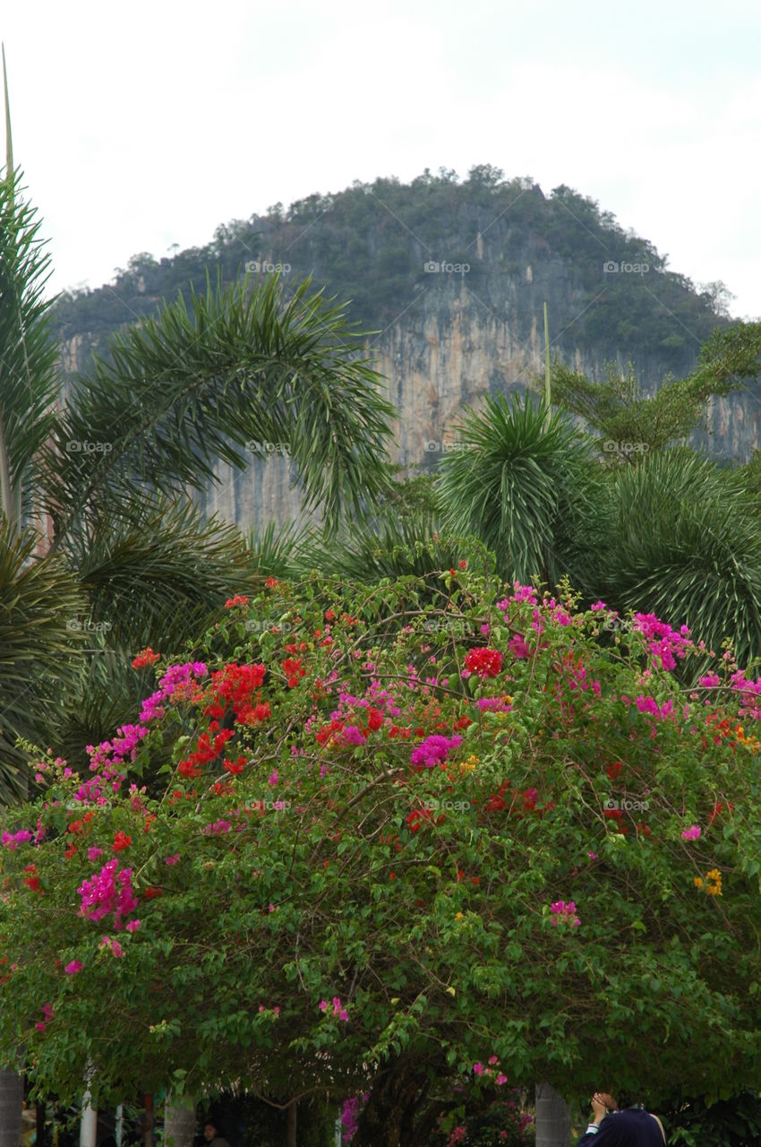 mountain flower tropical