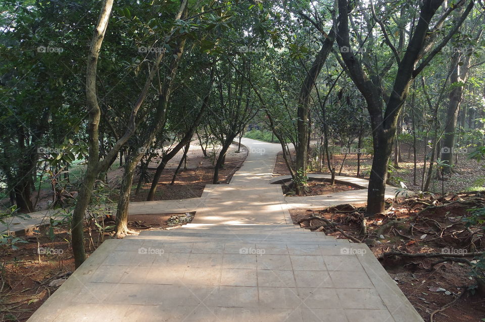 Walking track in the forest