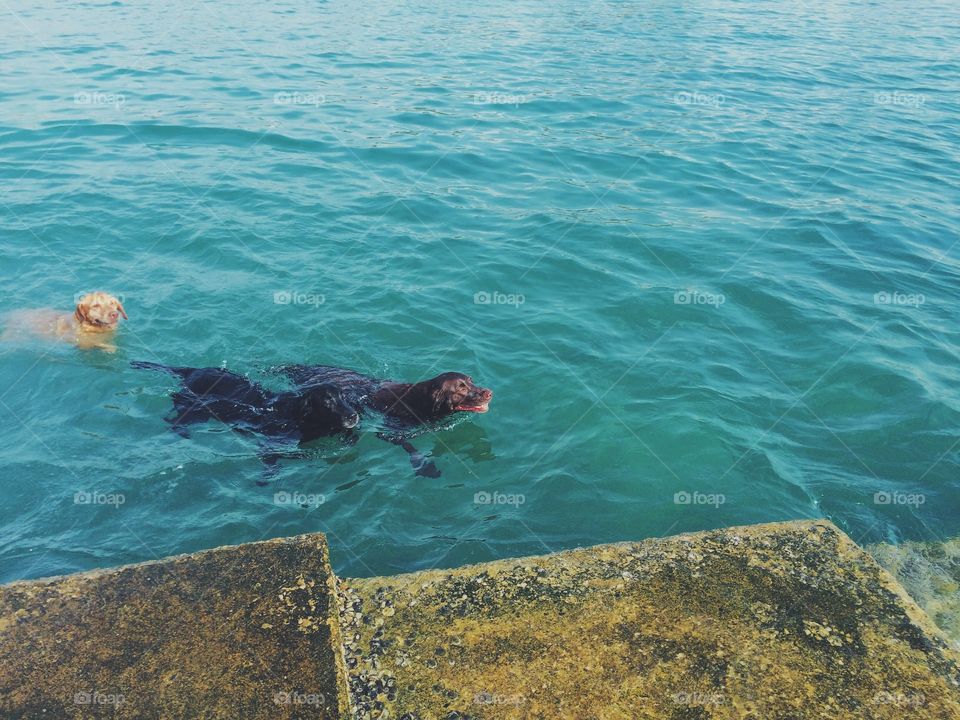 Swimming dogs