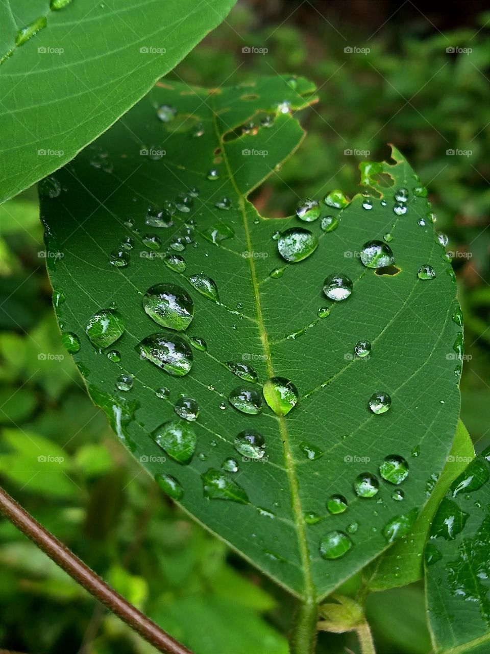 Raindrops on the leaf.