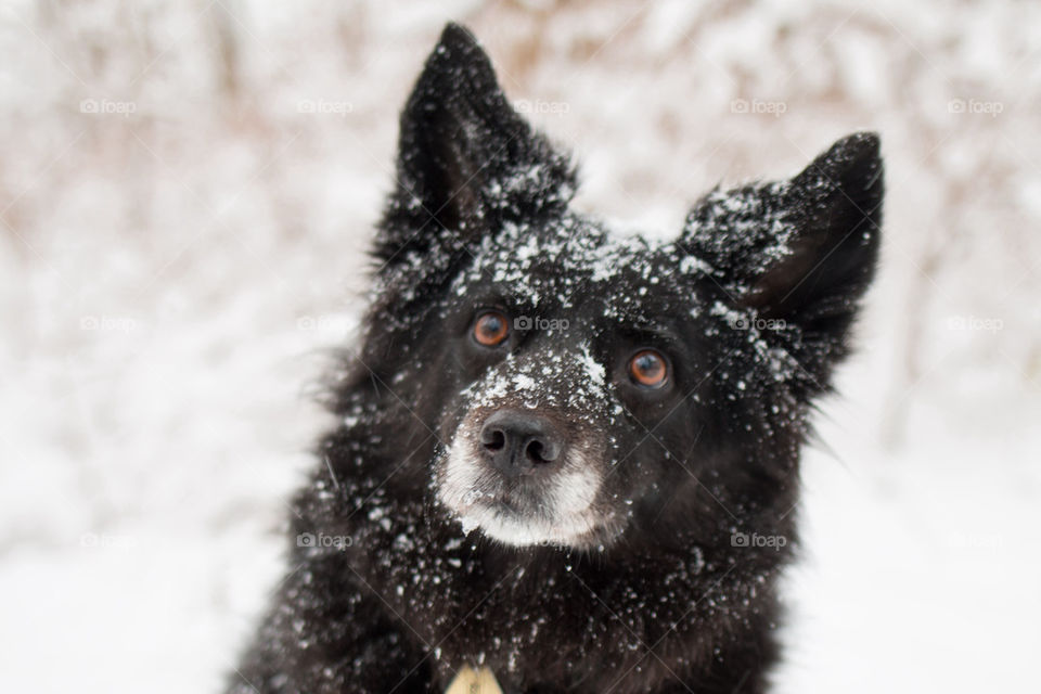 Close-up of black dog in snow