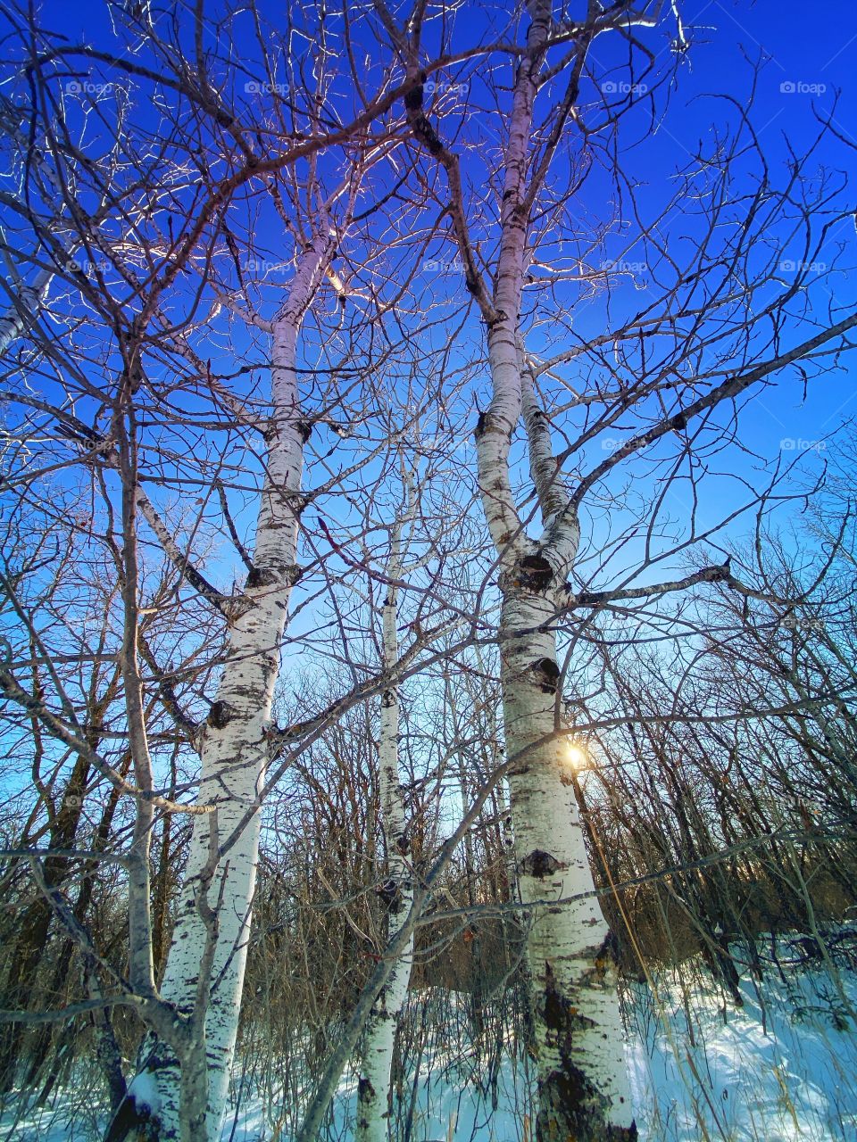 Birch trees