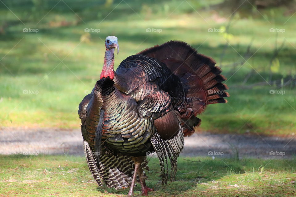 Male turkey strutting in daylight in Spring