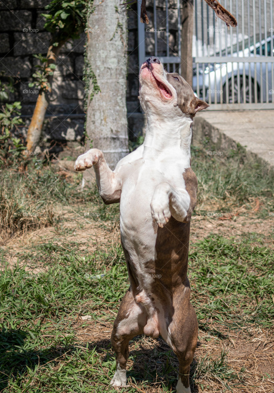 Dog balancing on two paws