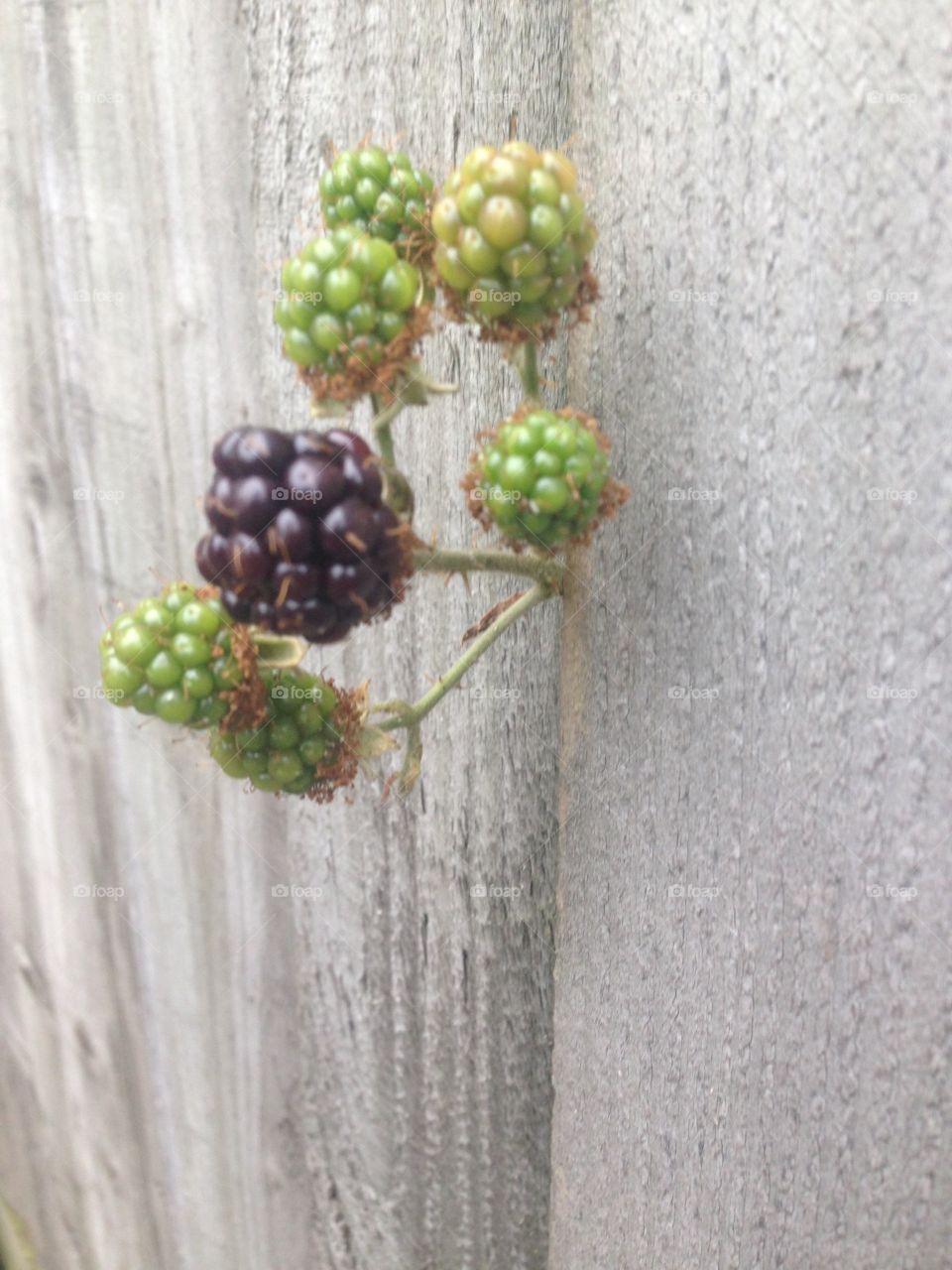 Ripe unripe blackberry black berries through fence 