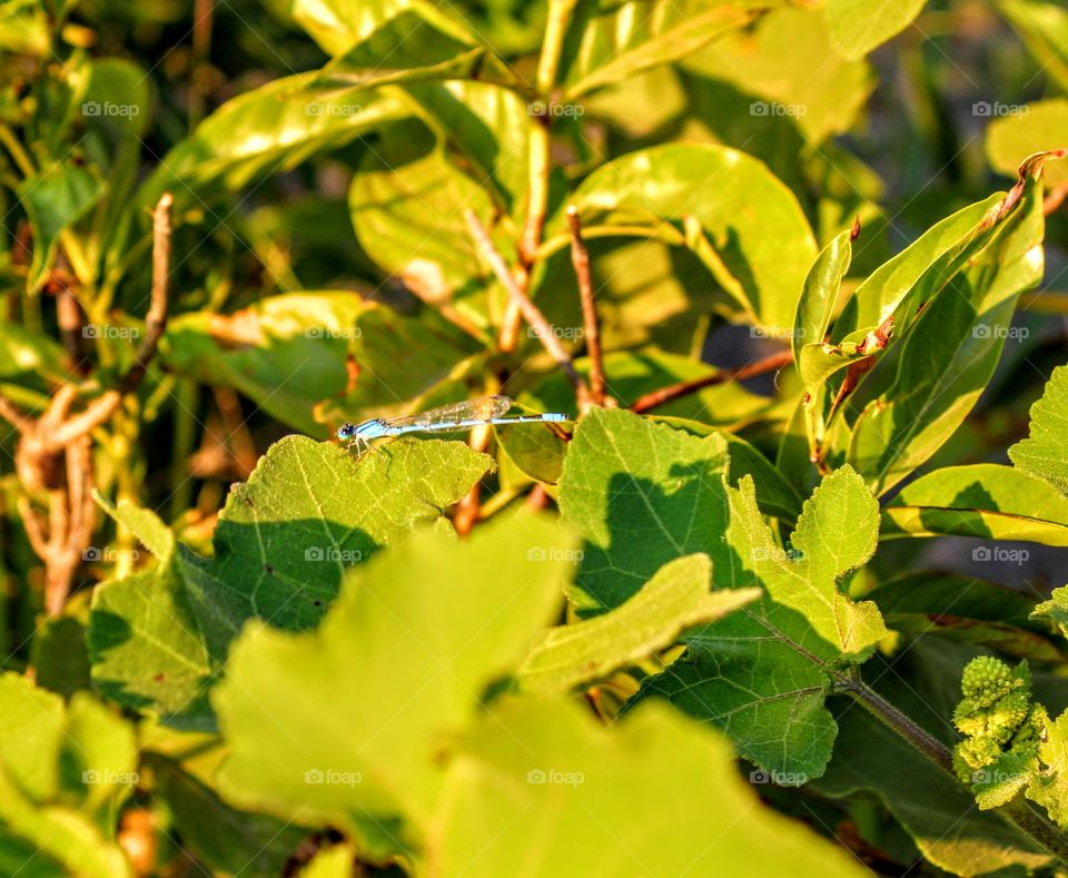 Leaf, Nature, No Person, Flora, Outdoors