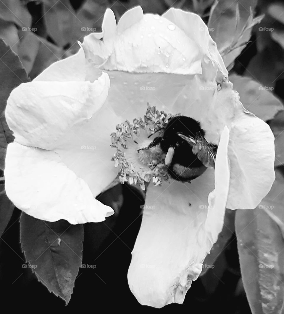 black & white bee
