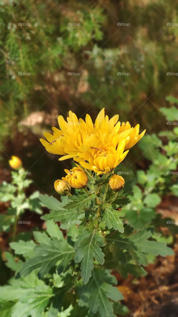 chrysanthemum