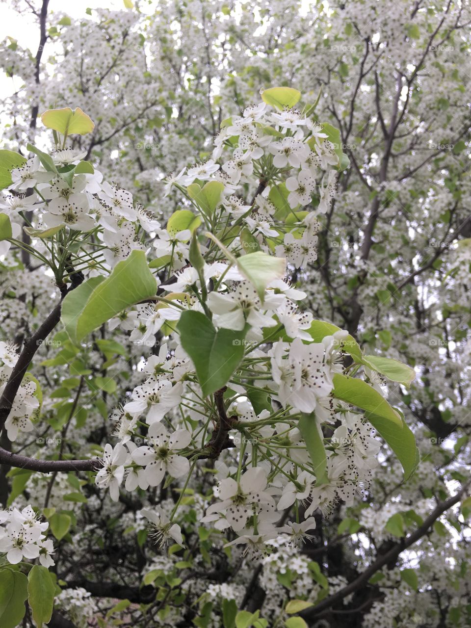 White blossoms