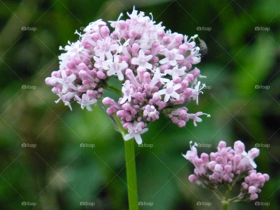 Purple flower