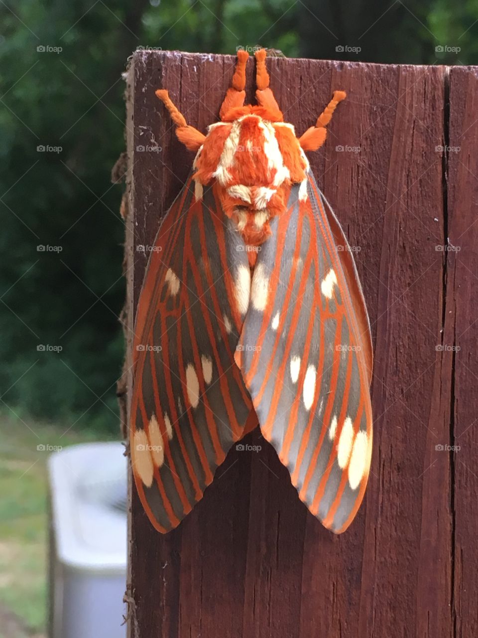 Majestic Regal Moth