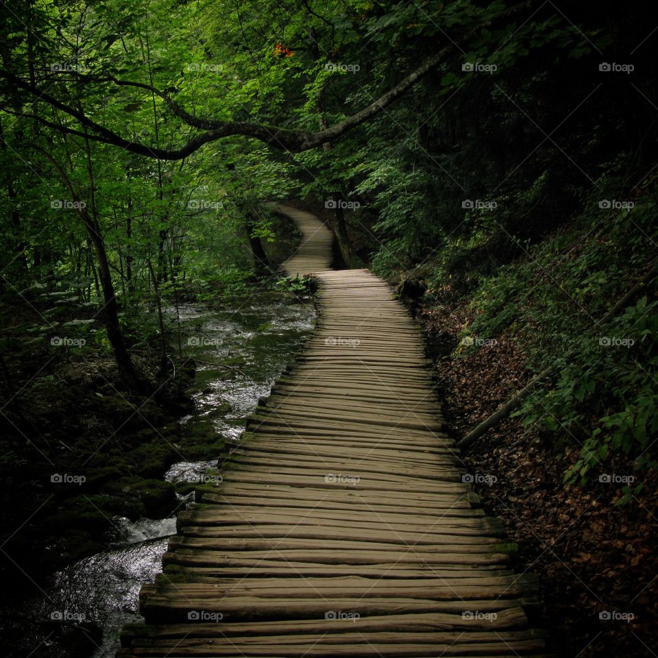 Empty boardwalk in forest