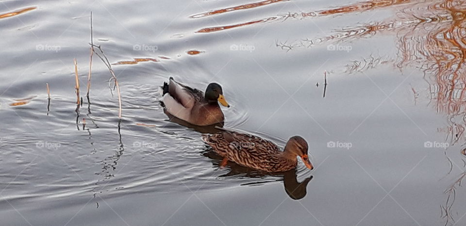Canards dans le lac