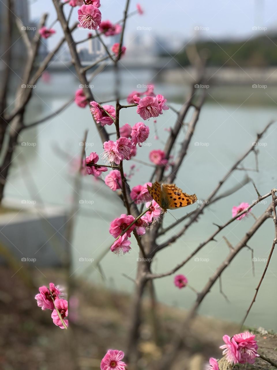 Blooming plum tree