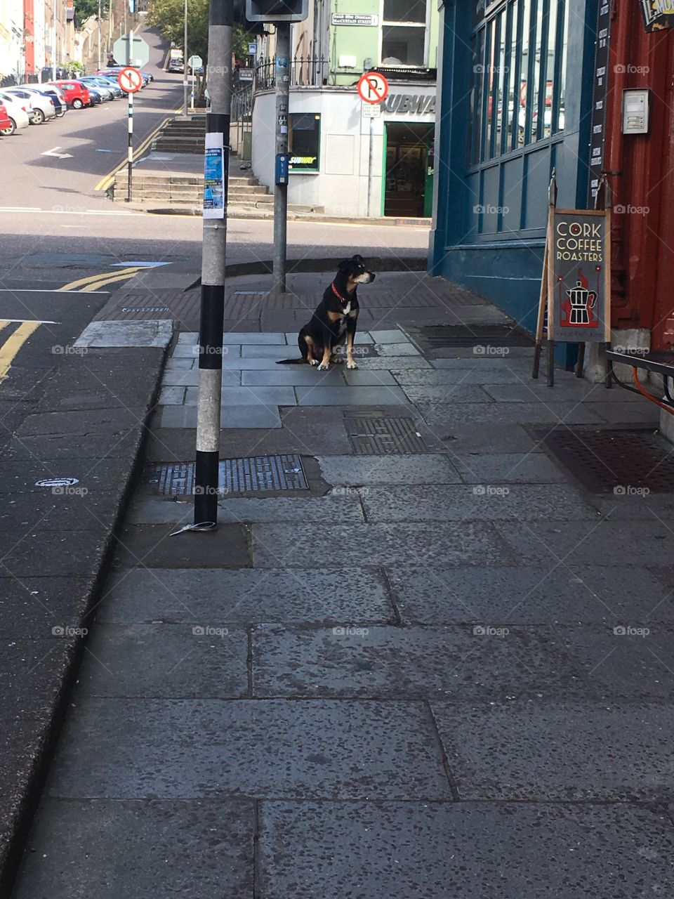 A loyal dog waiting for its owner outside a shop in Ireland 