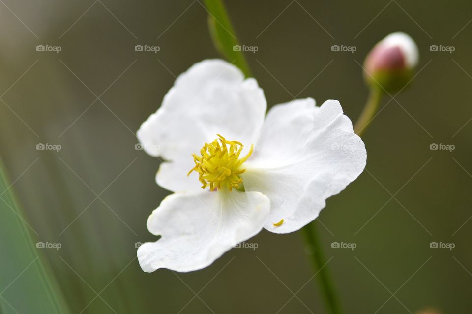 white little flower