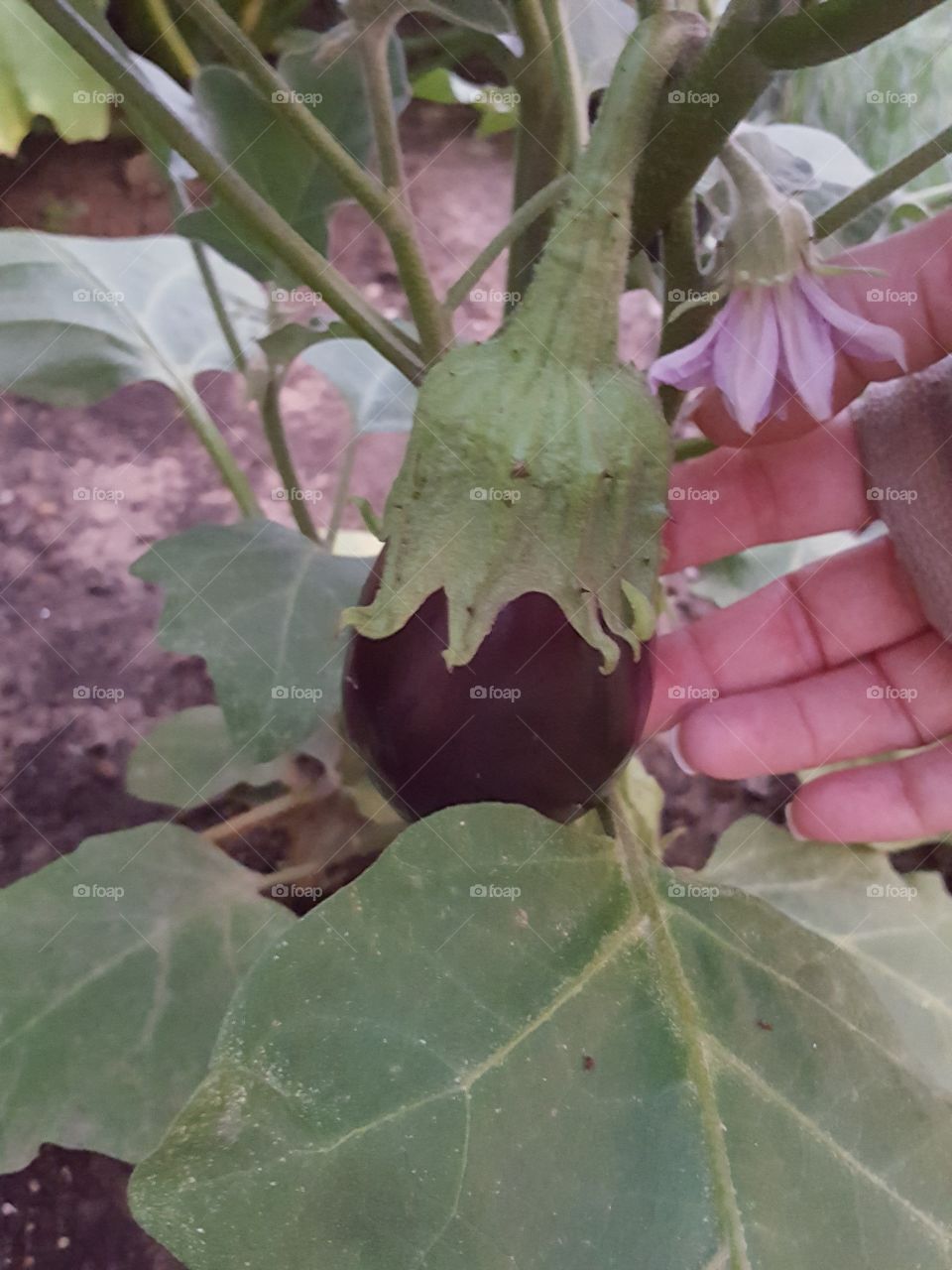 Eggplant Iplant Ueat!