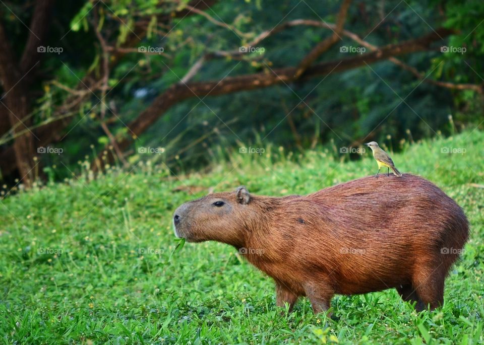 Capivara and bird