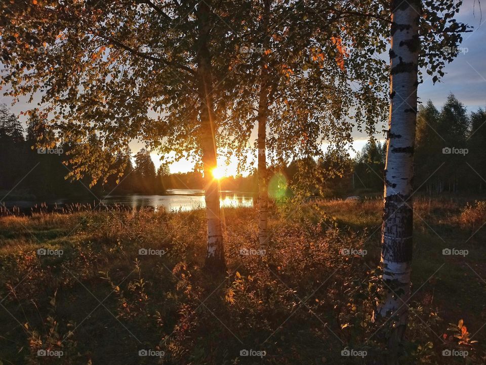 Sunset view on the river from a birch grove. Autumn evening.