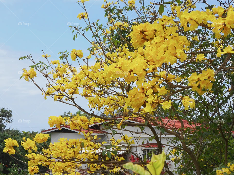 Tree blooming yellow flowers close by a house