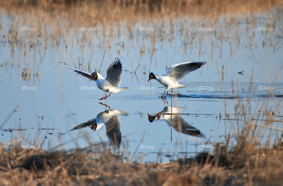 Two cheerful black headed gulls performing mating rituals above water on April evening in Espoo, Finland