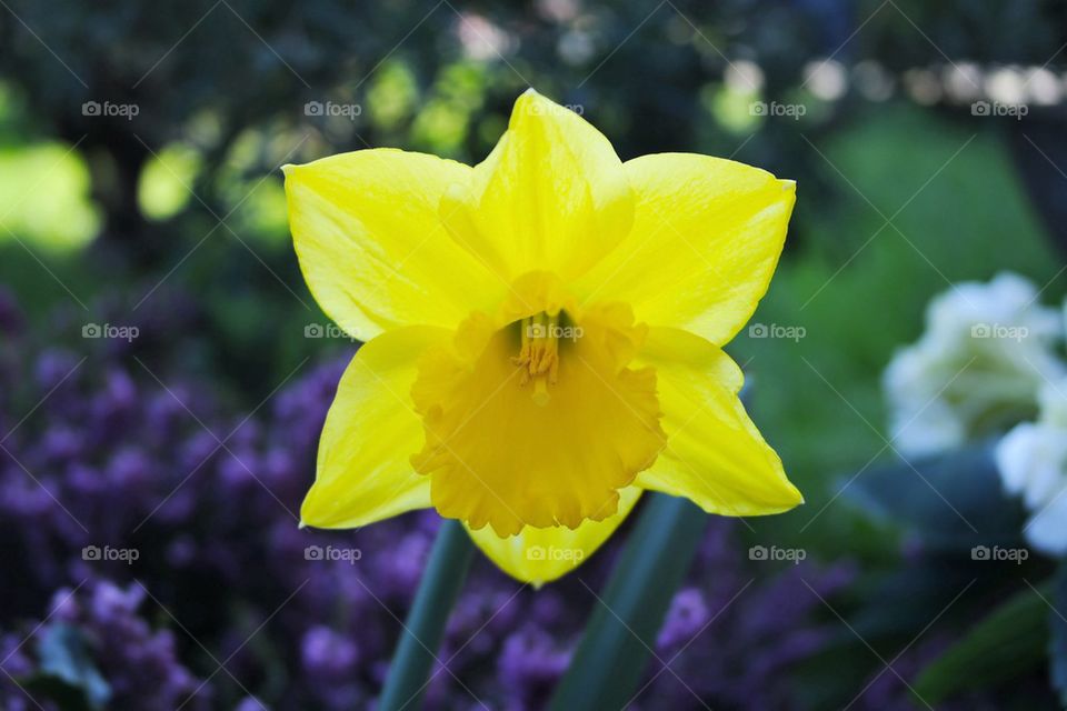 Yellow flower