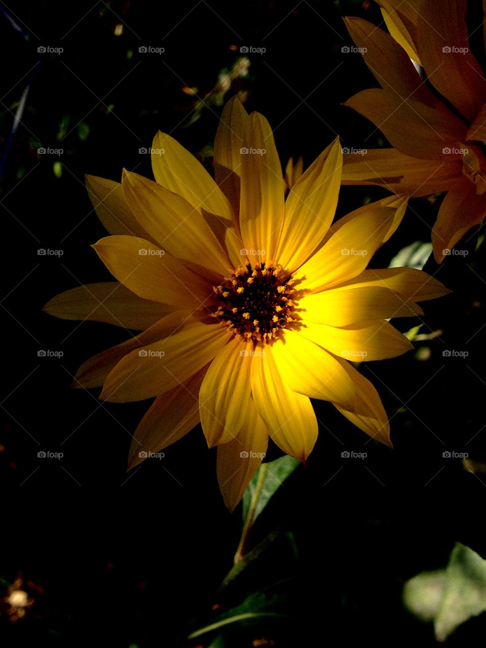 The most beautiful natural color