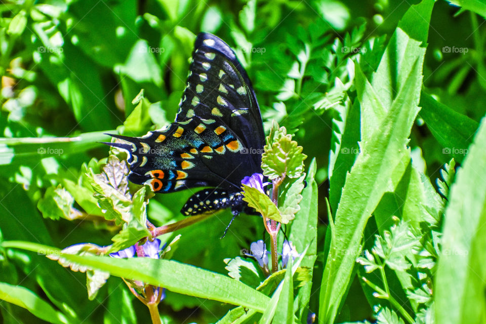 Black swallowtail butterfly in the grass.