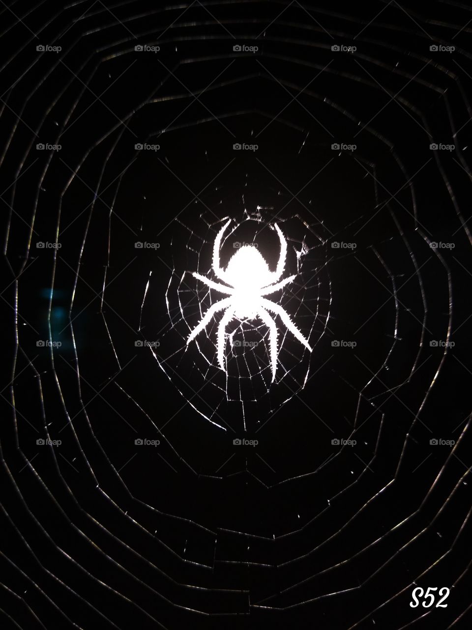 Reflecting Spider____S52