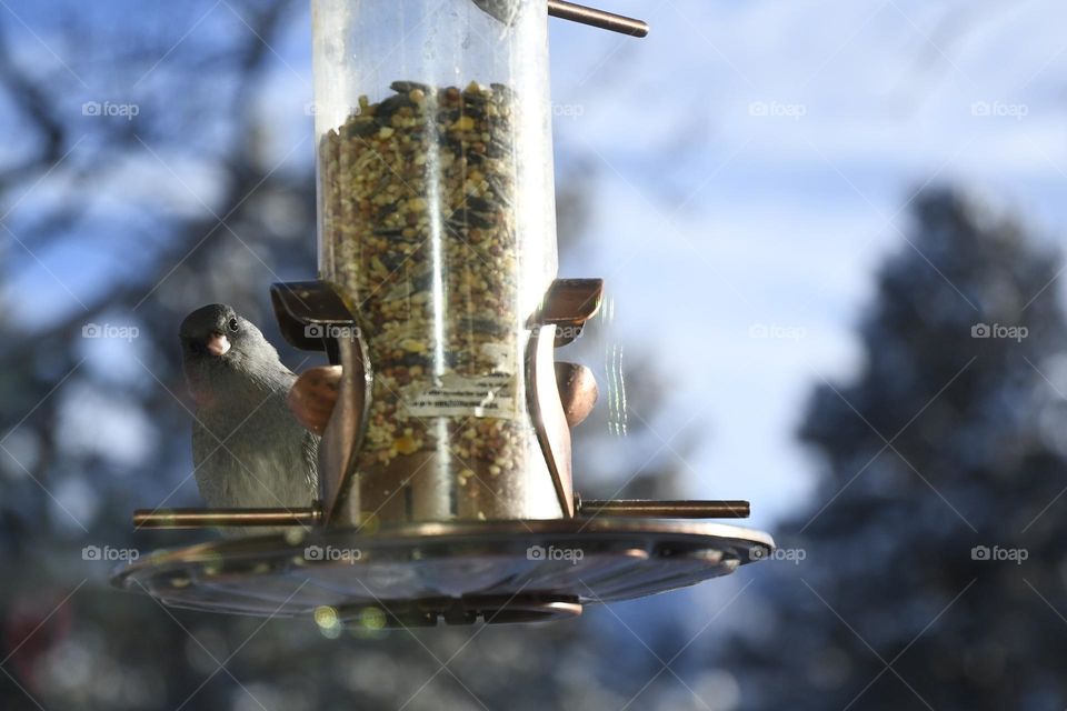 Bird watching human bird watching the bird through the window who is eating birdseed in the winter in Colorado 