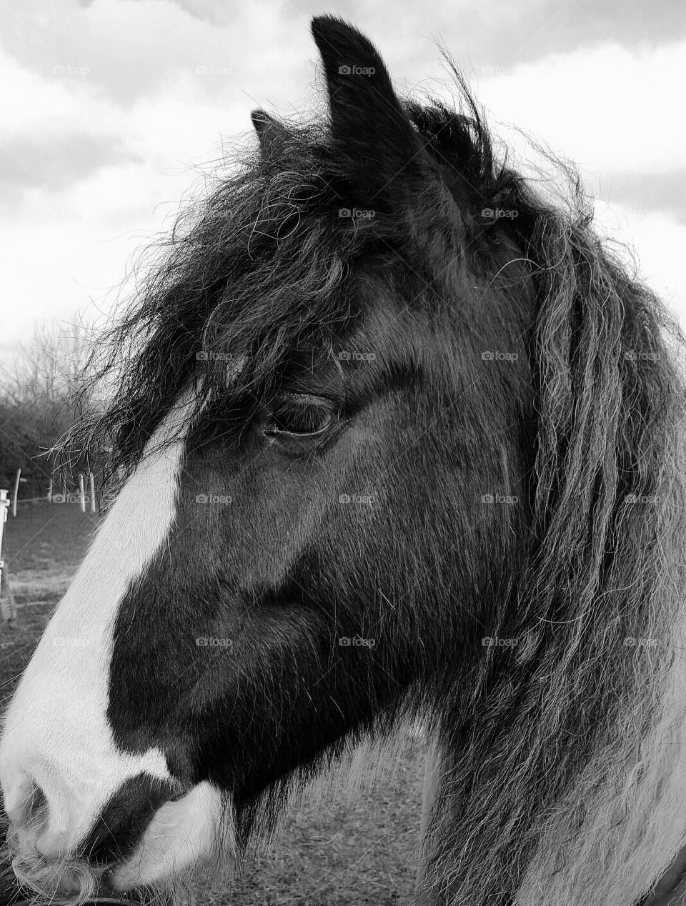 Black and white Pony Head