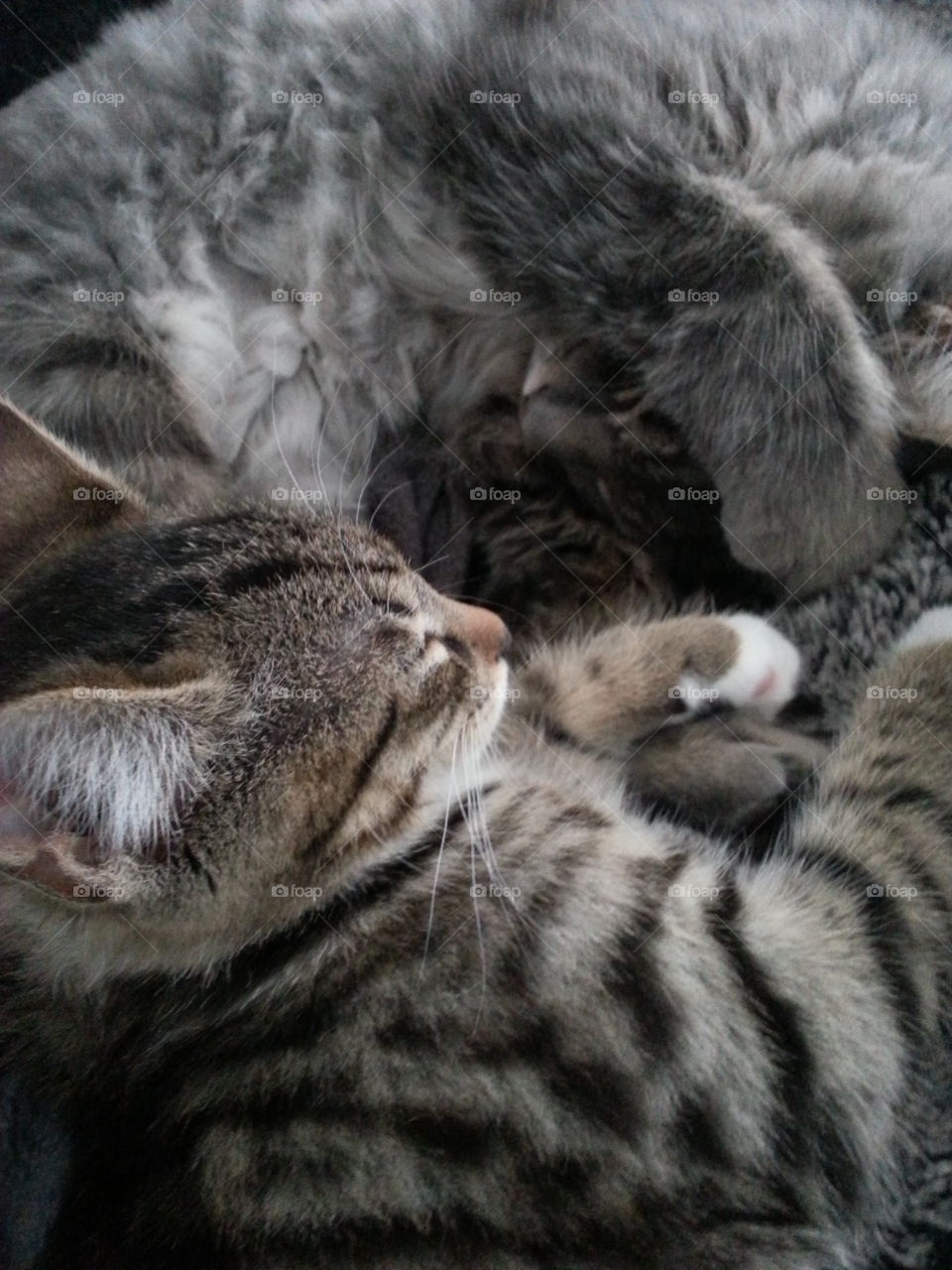 Two of our three cats Leo and Tusse. Both had a rough start living outdoors and not being cared for. We have adopted all cats and they are adorable both to people and to each other. 😻😻😻😻😻