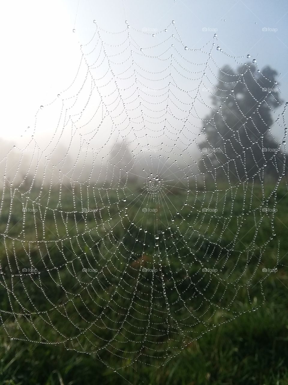 Spider, Spiderweb, Trap, Cobweb, Arachnid
