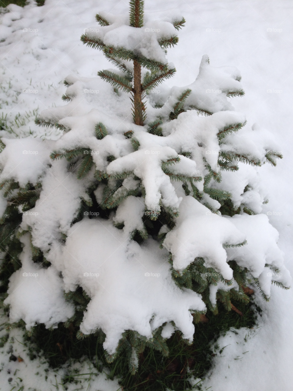snow winter cold christmas tree by lynn7507