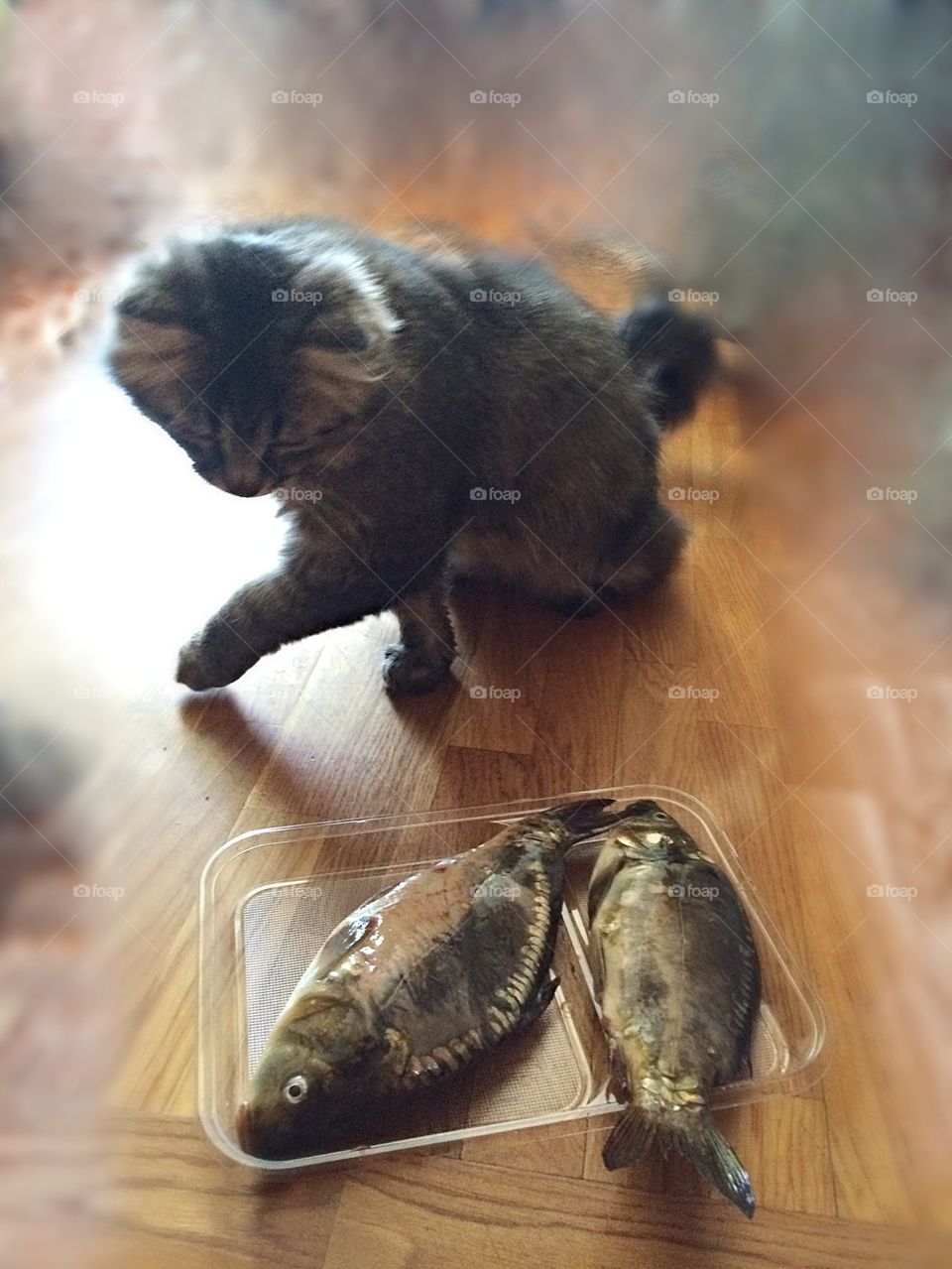 Cat going around the fish