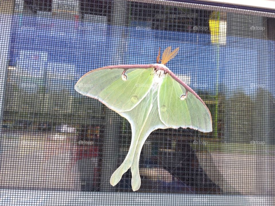 Luna Moth