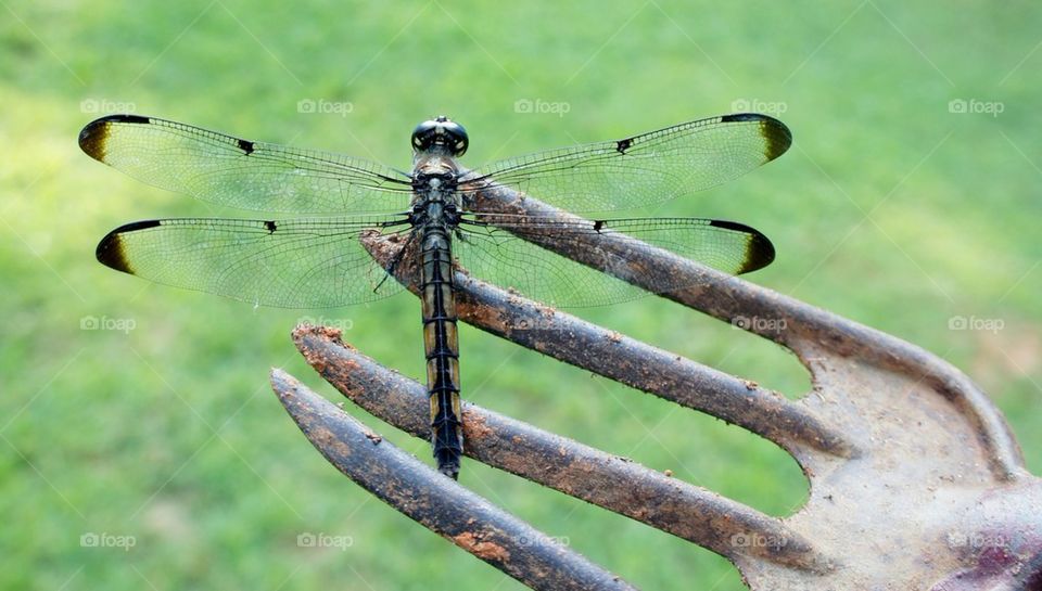 Dragonfly on gardening fork