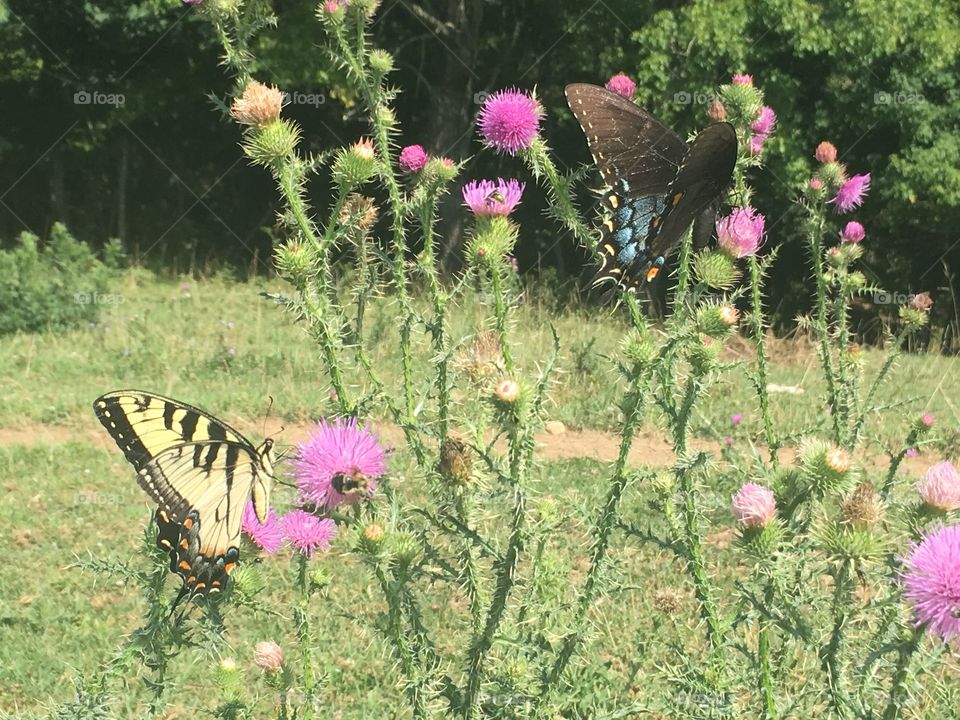 Beauty in the Thorns 